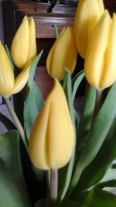 And some tulips.