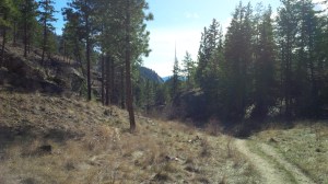 A pine forest in Skaha Bluffs Provincial Park.