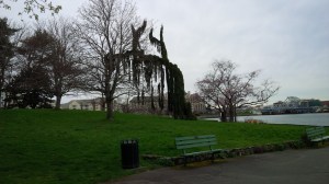 An interesting tree on the pathway around Victoria Harbour