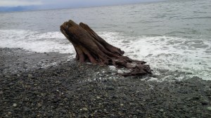 Another view of "this old log."