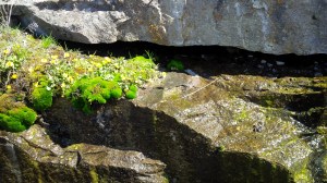 Some spring buttercups. 