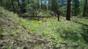 A final view ... for now.