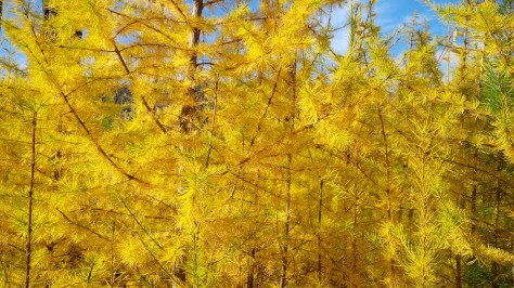 Inside a big yellow.