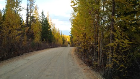 Forest that escaped the fire.